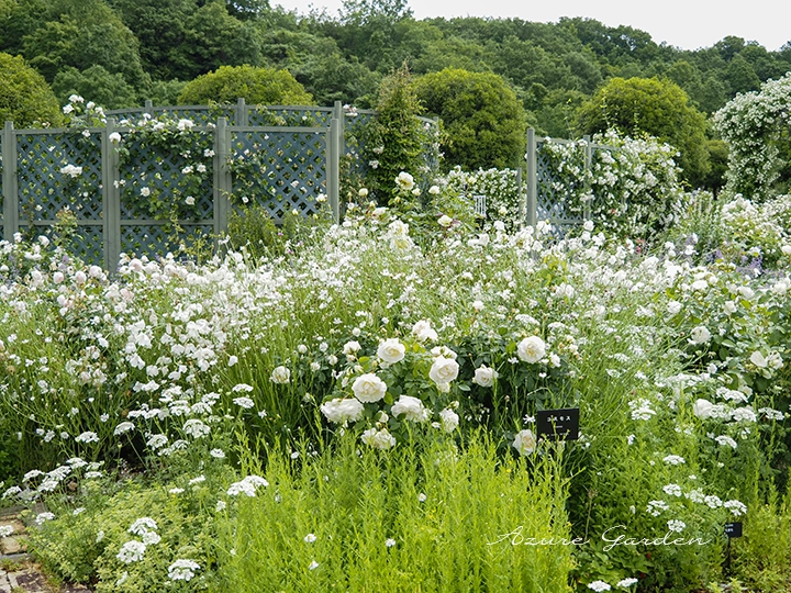 ホワイトガーデン