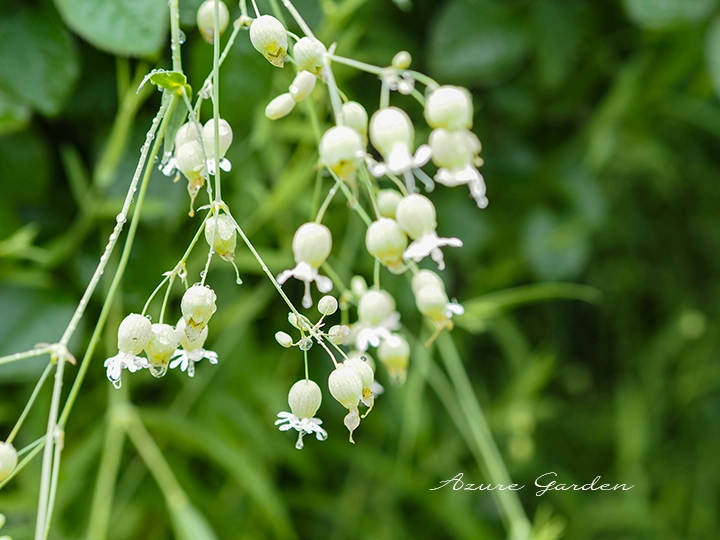 シラタマソウ（白玉草） - Bladder campion