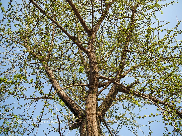 若葉が芽吹く4月末のイチョウ