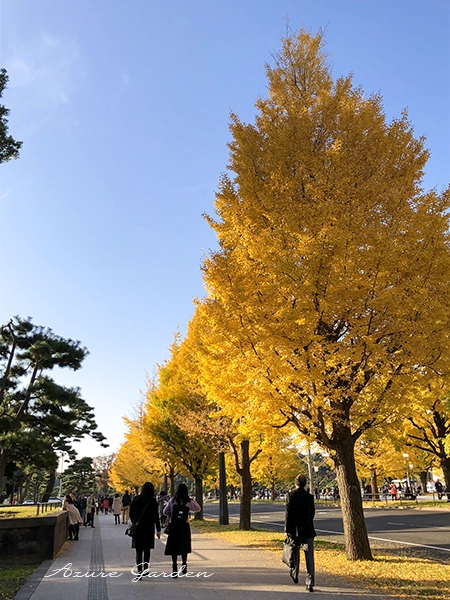 黄色く色づいたイチョウが並ぶ歩道
