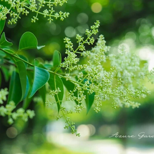 トウネズミモチ（唐鼠黐）- Glossy Privet
