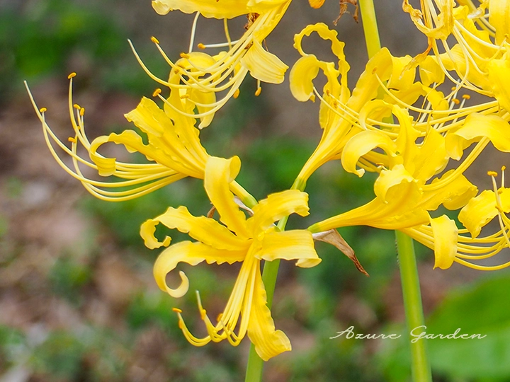 ヒガンバナ同様、花弁は反り返ります。