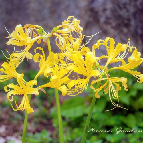 キバナヒガンバナ（黄花彼岸花）- Golden Spider Lily