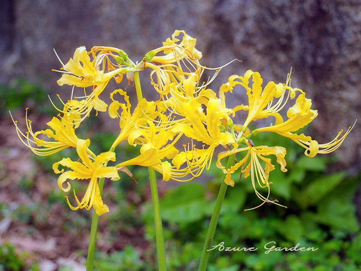 キバナヒガンバナ（黄花彼岸花）- Golden Spider Lily