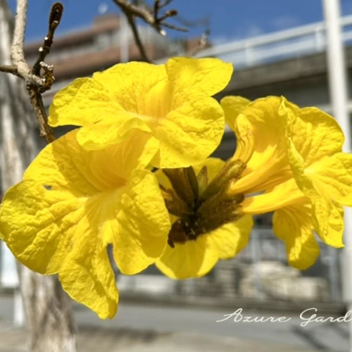 コガネノウゼン（黄金凌霄花）- Golden Trumpet Tree