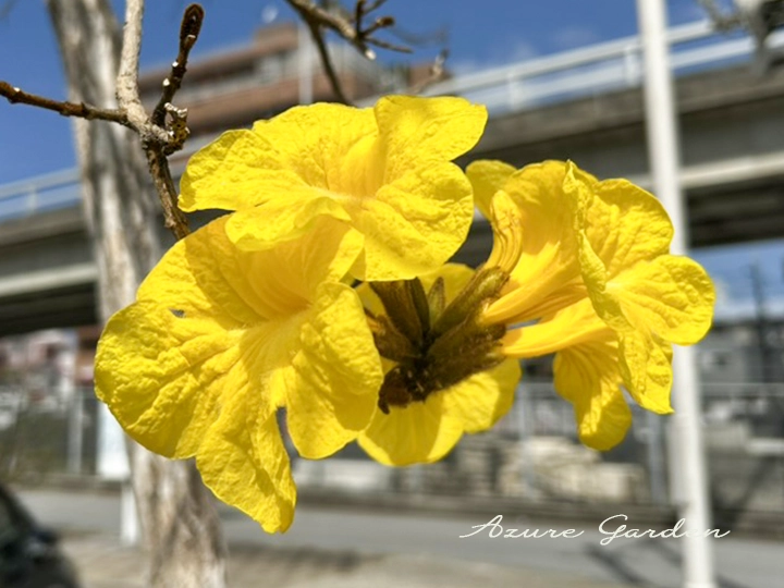 コガネノウゼン(黄金凌霄花)- Golden Trumpet Tree