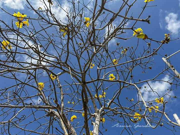 枝先にポツポツと咲き始めたコガネノウゼン