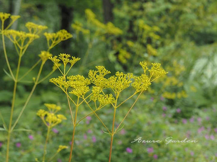 オミナエシ(女郎花)- Golden lace