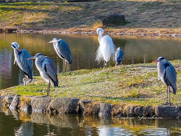 ダイサギ(Great Egret)2022年2月撮影 大阪市内にて