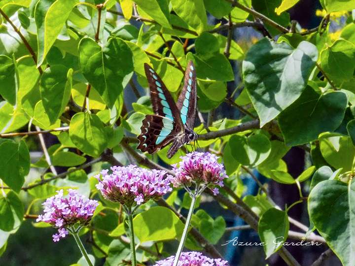 アオスジアゲハ(Green-banded swallowtail)