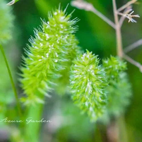 エノコログサ（Green foxtail）