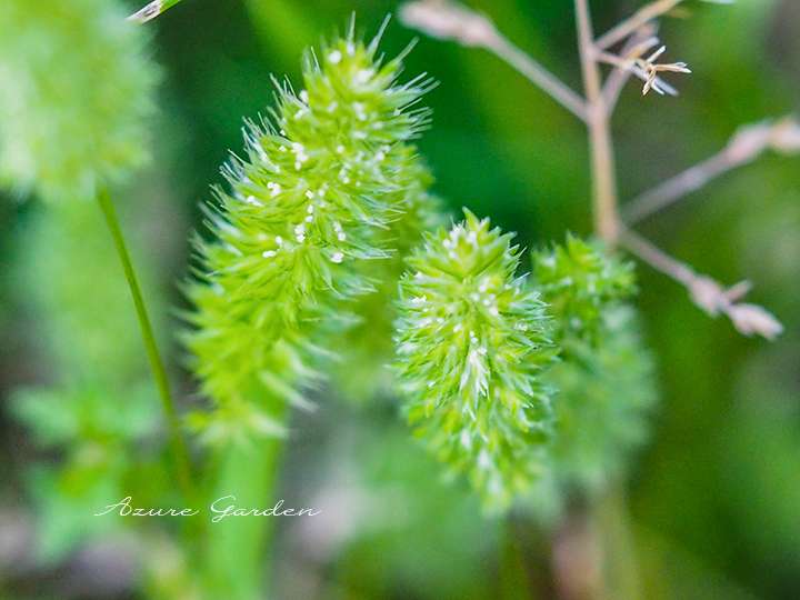 エノコログサ（Green foxtail）