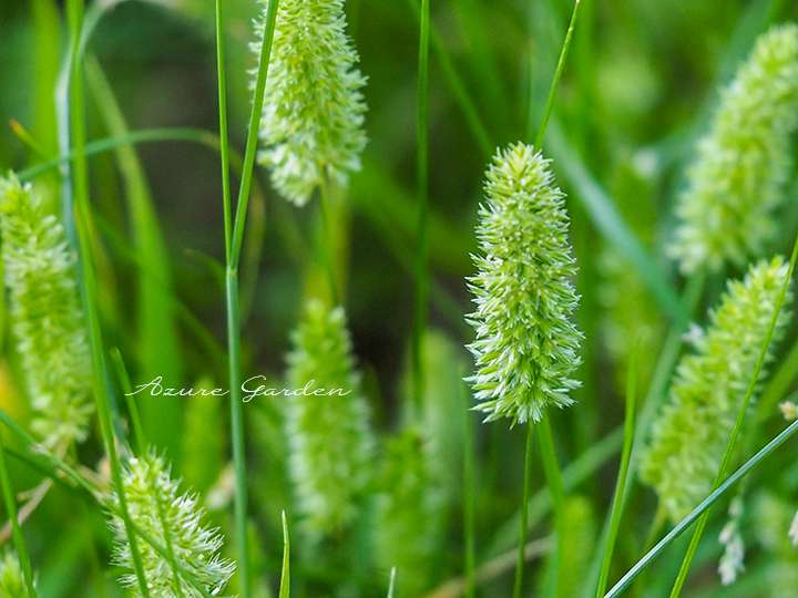 エノコログサ（Green foxtail）