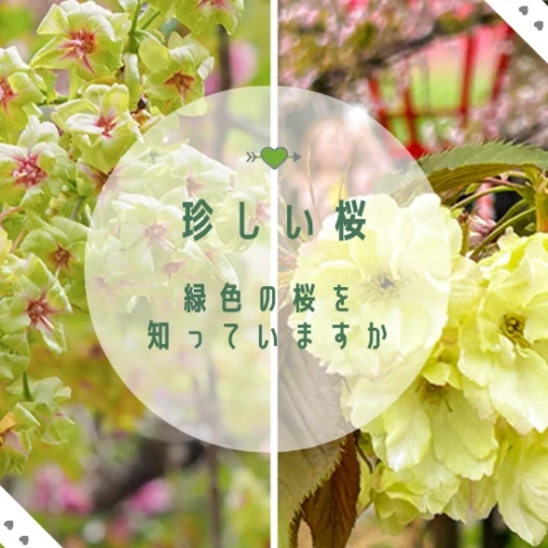 緑色の桜