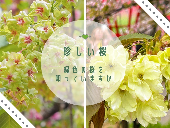 緑色の桜