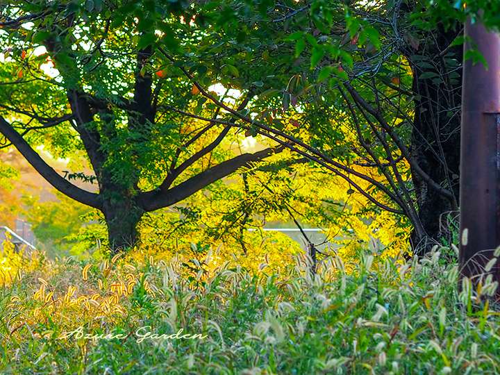 秋のエノコログサ（Green Foxtail）