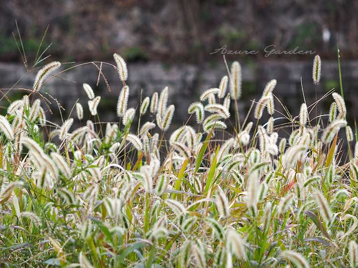 風にそよぐエノコログサ（Green Foxtail）