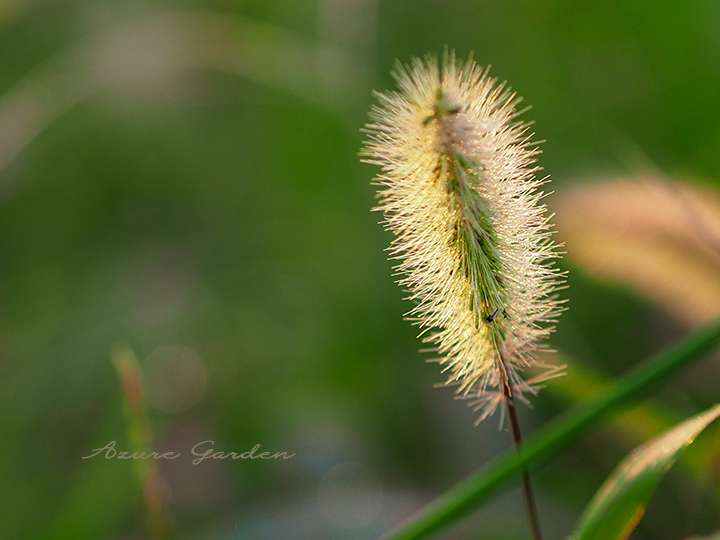 動物の尻尾のようなエノコログサ（Green Foxtail）