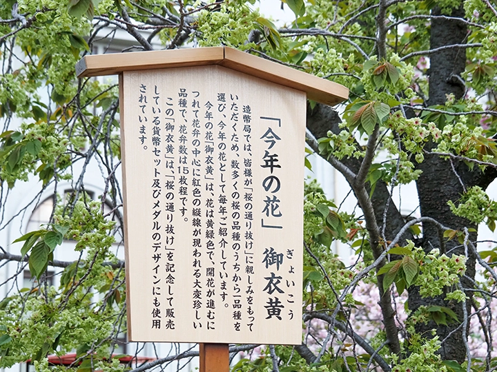 2026年「今年の花」として紹介されている御衣黄の案内板