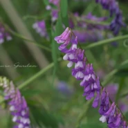 ナヨクサフジ - Hairyvetch