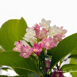 ハコネウツギ(箱根空木)|海沿いに多い色変わりの花木