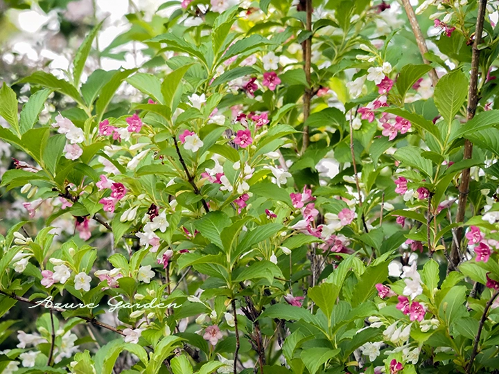 ひと枝で白・ピンク・赤の花色が楽しめるハコネウツギ
