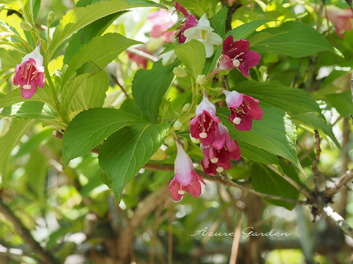 花色が深まり赤く咲き進んだハコネウツギ