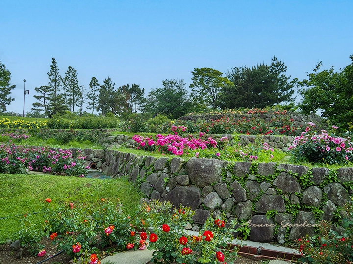 浜寺公園ばら庭園 山間の景に広がる石積みの棚田風バラ花壇と段状植栽