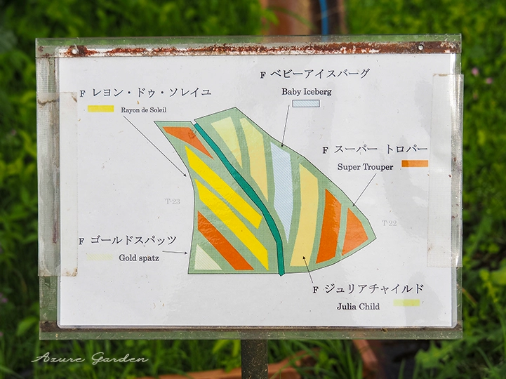 浜寺公園ばら庭園 山間の景に設置された繧繝模様のバラ植栽デザイン案内板