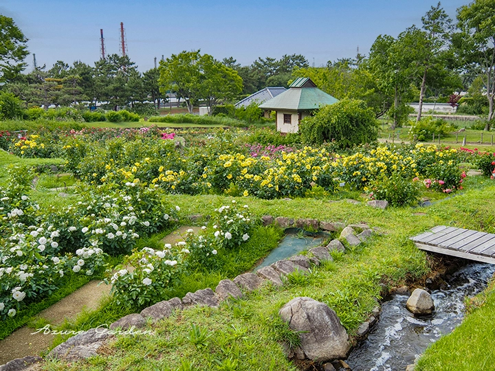 浜寺公園ばら庭園 山間の景に広がる小川と棚田風のバラ花壇