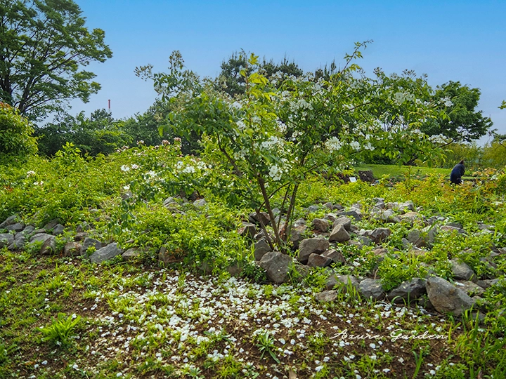 浜寺公園ばら庭園 山間の景で見られた野生種系の白いバラと石組みの風景