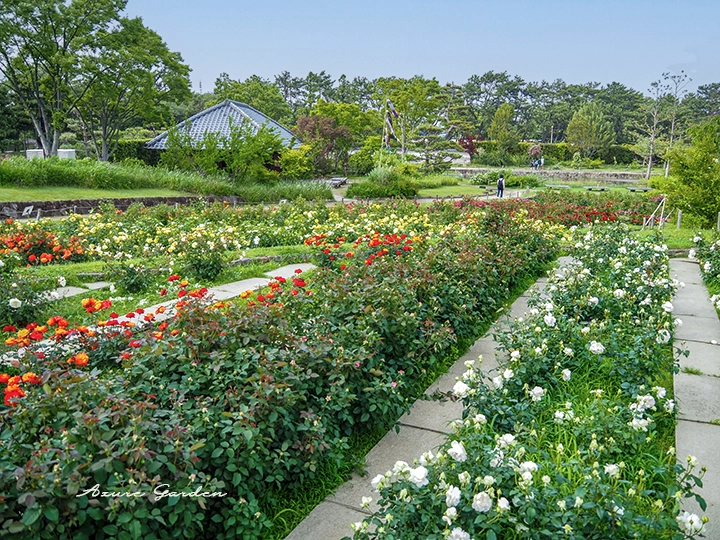 浜寺公園ばら庭園の繧繝模様をイメージしたバラの植栽