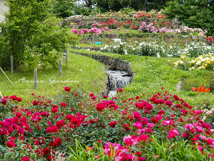 浜寺公園ばら庭園 山間の景で見られる小川と棚田風の段状植栽のバラ風景
