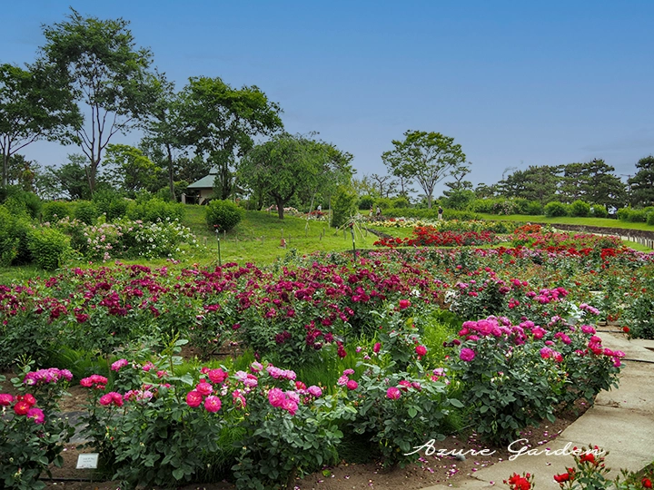 浜寺公園ばら庭園 山間の景に広がる繧繝模様をイメージした段状のバラ花壇