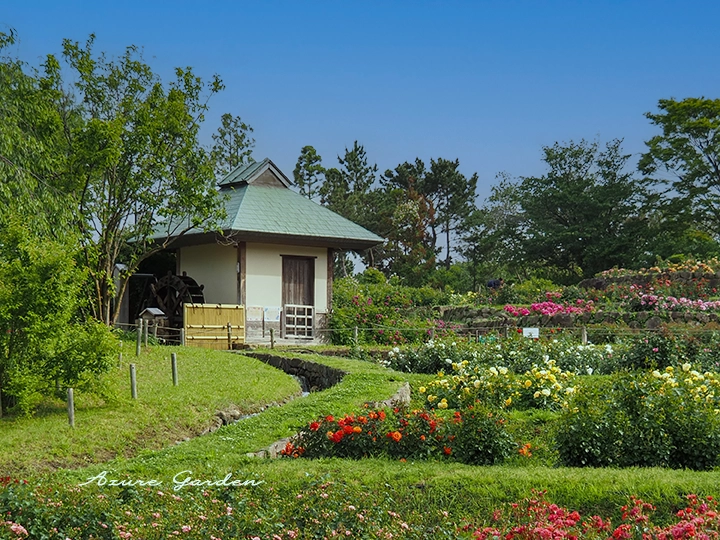 浜寺公園ばら庭園の水車小屋とバラのある風景