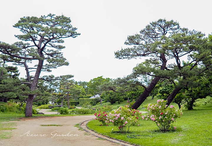 浜寺公園 ばら庭園 海辺の景
