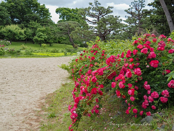 海辺の景に咲く「春風(Haru-Kaze)」