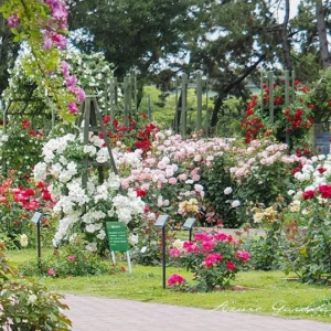 浜寺公園ばら庭園で出会う「殿堂入りバラ」ー  まちの景に咲く名花たち