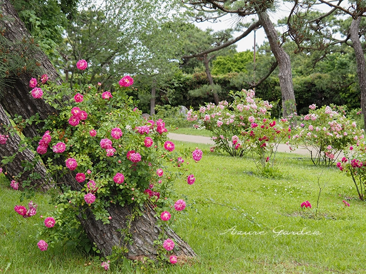 松の木に這わせたバラ