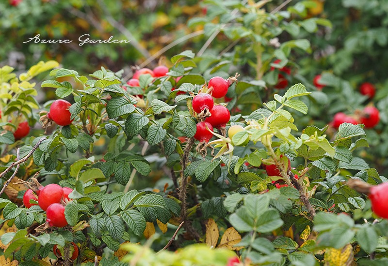 ハマナスのローズヒップ（Japanese rose rosehip）