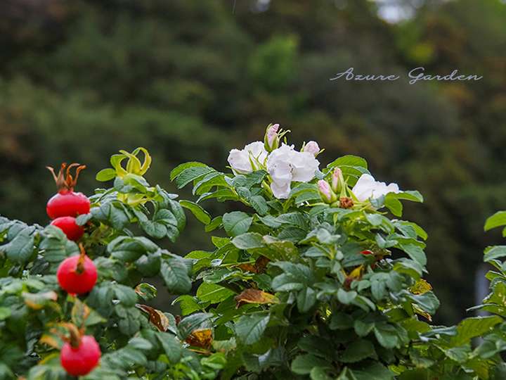 白のハマナスとローズヒップ（Japanese rose）