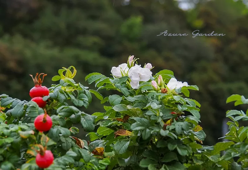 白のハマナスとそのローズヒップ（Japanese rose）