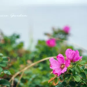 ハマナスと北海道：自然と文化に触れる旅（網走・知床エリア）