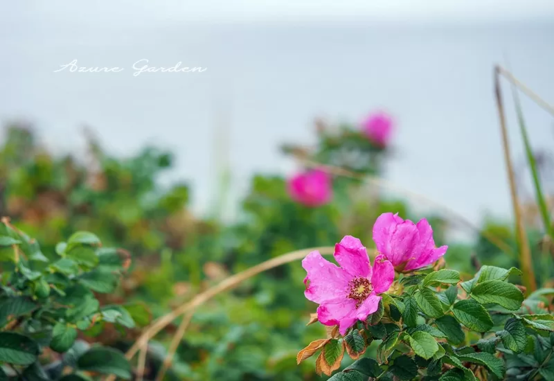 ハマナスの花