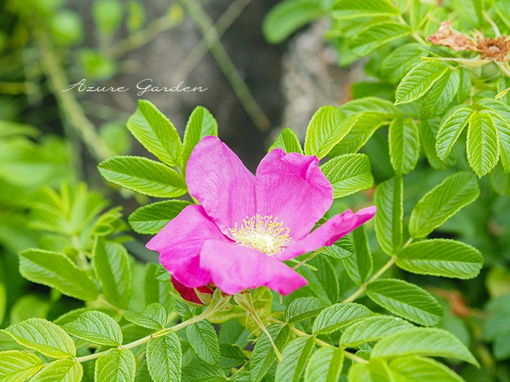 ピンク色の花と黄色い雄しべ、表面にしわのある葉が見えるハマナス