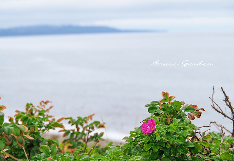 海岸沿いに原生する浜なすの花