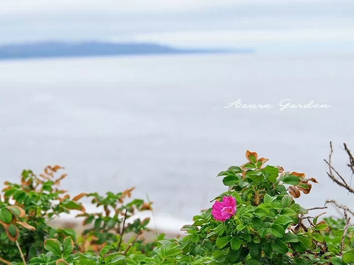 北海道の海岸沿いに原生するハマナスの花