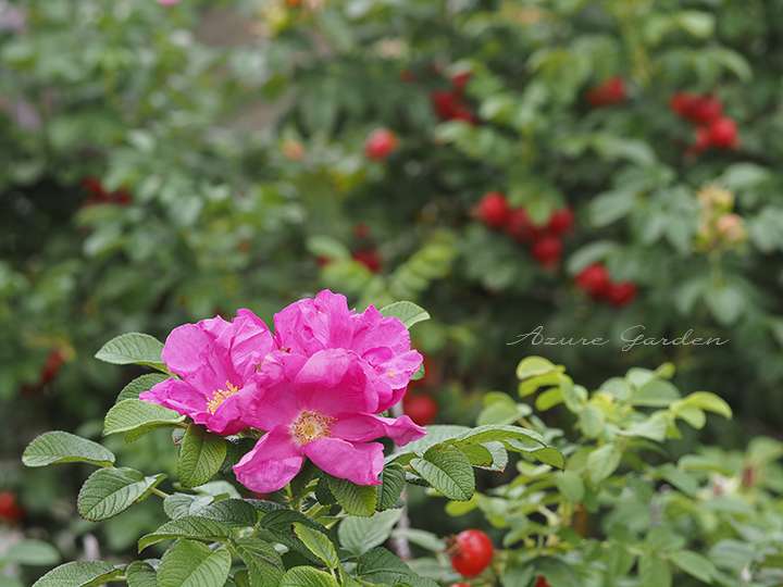 ピンクのハマナスとそのローズヒップ（Japanese rose）