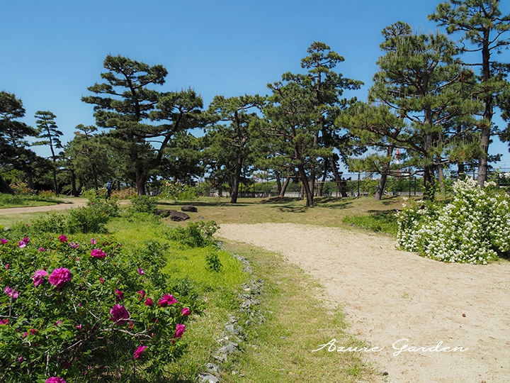 浜寺公園　ばら庭園の海辺の景の様子