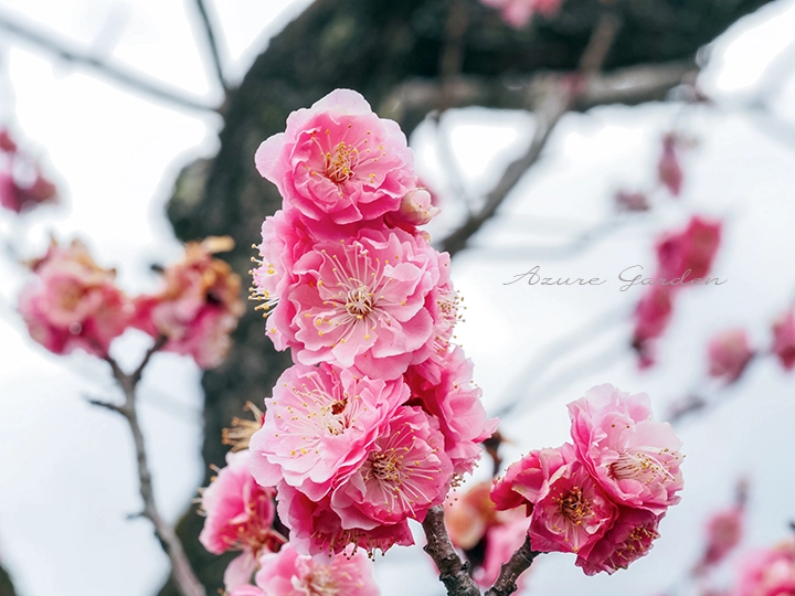 随心院のはねず梅